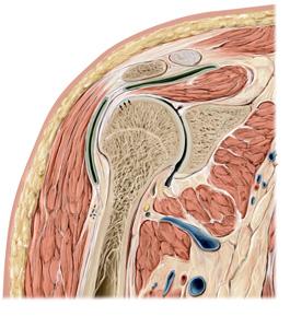 Articulación glenohumeral II Sección coronal del hombro Hombro derecho.