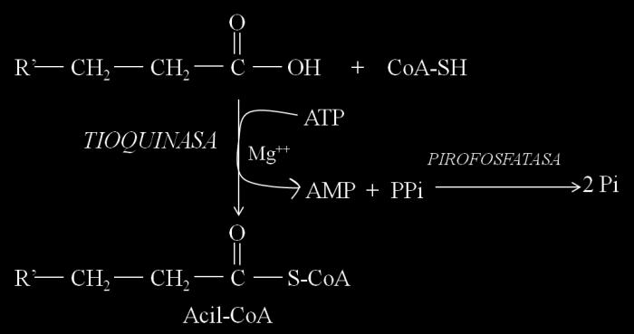 El Acil-CoA formado se conjuga con un compuesto aminado denominado carnitina, de esta forma se transporta a través de la membrana mitocondrial interna a la matriz mitocondrial.