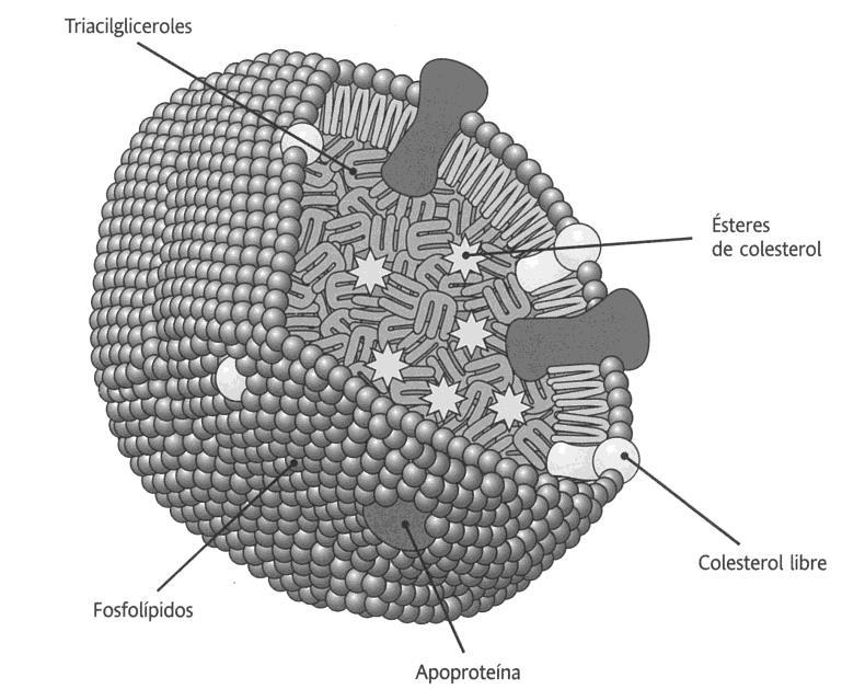 Fig 5. 2. Estructura de una lipoproteína. Feduchi, Blasco, Romero, Yáñez. Bioquímica. Conceptos esenciales. 1 Edición.