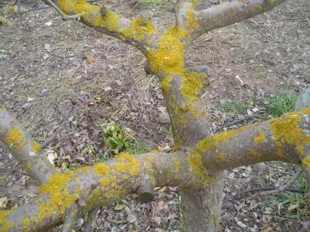 Tratamiento para troncos de viejos árboles frutales Este tratamiento es adecuado para rejuvenecer árboles, por lo tanto no tiene sentido su aplicación en árboles de menos de 10 años.