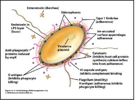 Invasividad y Toxicidad Factores de virulencia