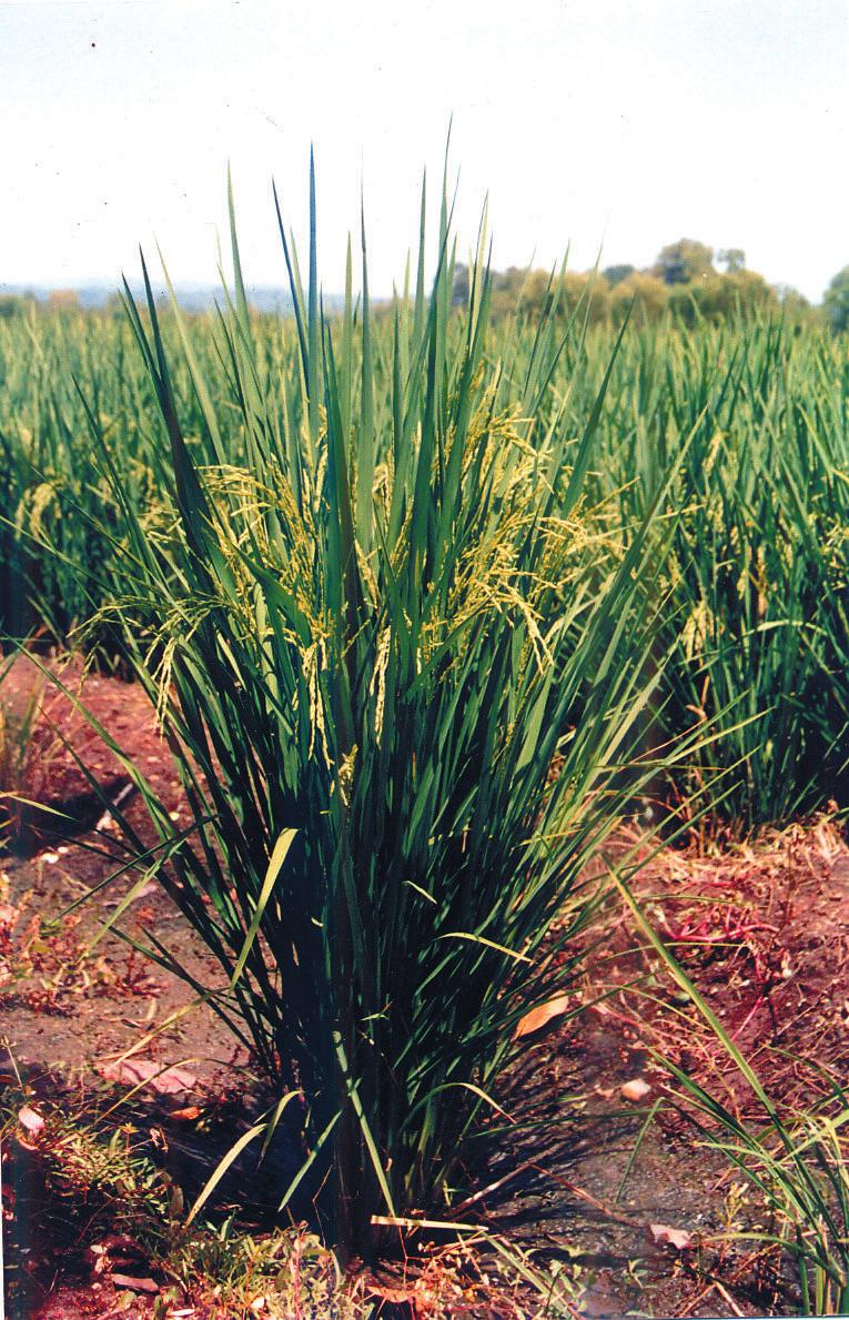 CENTA Programa de Granos Básicos 19 Cosecha El momento óptimo de la cosecha del arroz, es cuando la panícula alcanza su madurez fisiológica, es decir, cuando el 95% de los granos en las panojas