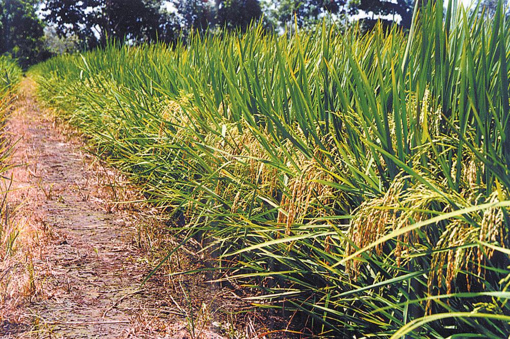 6 Origen La variedad de arroz CENTA A-7 ingresó a El Salvador, al Programa de Mejoramiento de Arroz de CENTA, como línea, en 1991; procedente del Centro Internacional de Agricultura Tropical (CIAT)