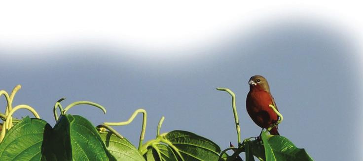 Como parte de la programación del IV Congreso Colombiano de Ornitología, que se llevó a cabo en Cali del 5 al 8 de noviembre del 2013, la SCO lideró el taller titulado Censos Navideños en Colombia.