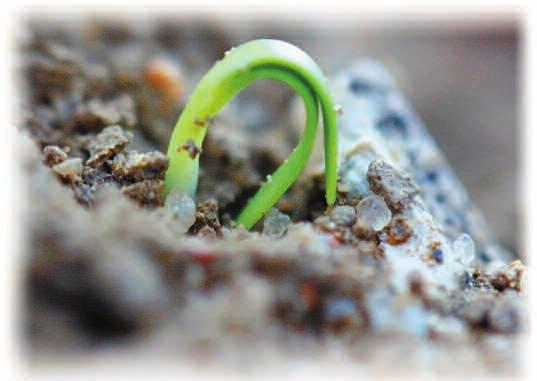 Riego de nascencia y siembra temprana Evolución del rendimiento de la remolacha en función de la fecha de siembra Variación de la rentabilidad por hectárea en función de la fecha de siembra riego de