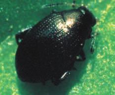 Es un pequeño coleóptero negro que, en estado adulto, se alimenta de los cotiledones y primera hojas. Pasa la noche enterrada entre los terrones y, en días de calor, es muy activa.