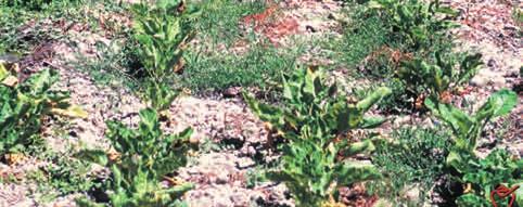 Protección del cultivo NOCtuIdOS (sigue) llegar a defoliar totalmente las plantas. El daño es tanto mayor cuanto más lejana esté la recolección.