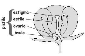 producen los granos de polen Gineceo ( ): Es el carpelo o pistilo, formado por ovario, estilo y