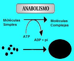 CATABOLISMO: Degradación de moléculas complejas a otras más simples.