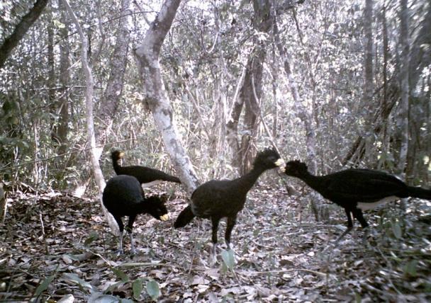 OBJETIVOS Desarrollar un programa de monitoreo de especies prioritarias de fauna que incluya criterios y elementos para su manejo, conservación y protección en la Reserva de la Biosfera Calakmul.