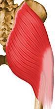 3/4 anteriores del labio lateral de la cresta ilíaca. Cara externa del trocánter mayor del fémur. Abductor del muslo Rotador medial de muslo. Extensor del muslo, junto a los glúteos mayor y menor. 9.