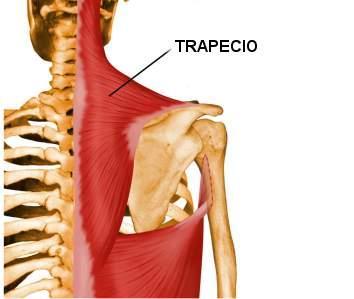 Y todas acaban en la dorsal T10. Punto fijo hombro: rotación interna, aducción y retropulsión del brazo.