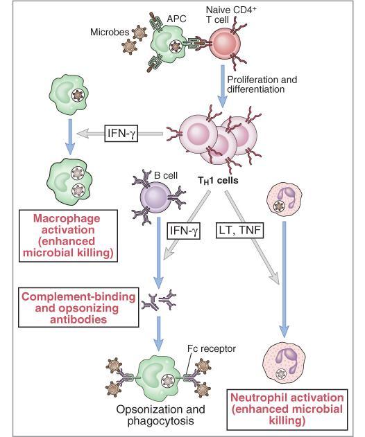 Microrganismos CPA LT CD4+ (Th0) Funciones del Th1: IL-12 Proliferación y diferenciación Activación de Mf Producción de Acs Activación de MF (aumenta potencial