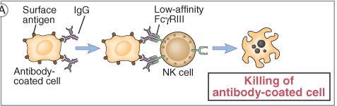 Mecanismos de lisis celular: Citotoxicidad mediada por Ac (NK) Las NK lisan células recubiertas de Acs,
