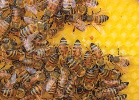 GANADERÍA Apicultura Las actividades pecuarias diversificadas se han consolidado como alternativas viables para el desarrollo económico del sector primario, la apicultura ha trascendido como una