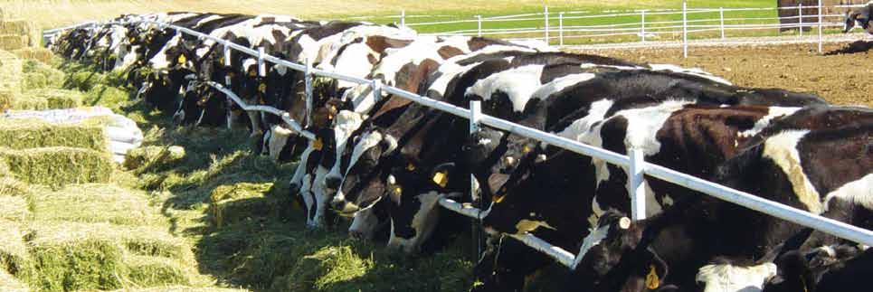 GANADERÍA Objetivo PED Impulsar la sustentabilidad de la ganaderia de leche Estrategia PED / Objetivo Sectorial Incrementar la competitividad de la producción de leche de bovino en el Estado Acciones