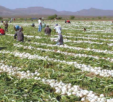 AGRICULTURA Cebolla La cebolla es de las hortalizas más importantes a nivel nacional, su producción se concentra básicamente en 5 estados, con un total de aportación de 65% entre los que se encuentra