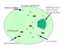 Vía endógena Plásmido núcleo ARNm RIB MHC-I Péptidos antigénicos Proteína antigénica