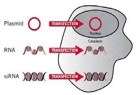 EFECTOS ADVERSOS Integración cromosómica DNA plasmídico: degeneración maligna (cáncer) de las células hospedadoras: Por una mutagénesis insercional. Por la activación de oncogenes.