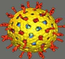 C. Vacunas de vectores: TIPOS (II) Utilizan vectores vivos atenuados. -Bacterias: Salmonella, BCG, E. coli, -Virus: Vaccinia y Poxvirus. D.