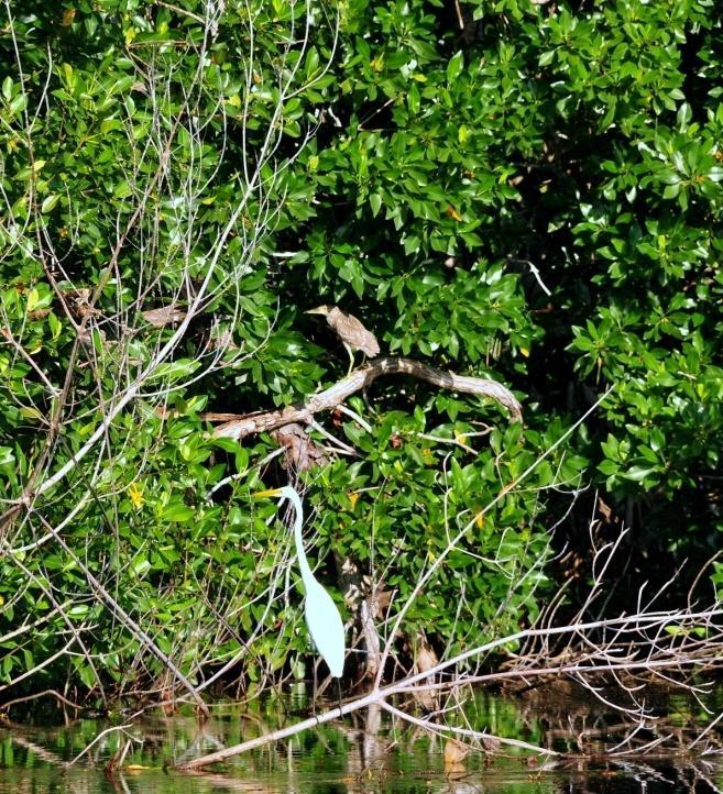 Importancia de los manglares -Humedales