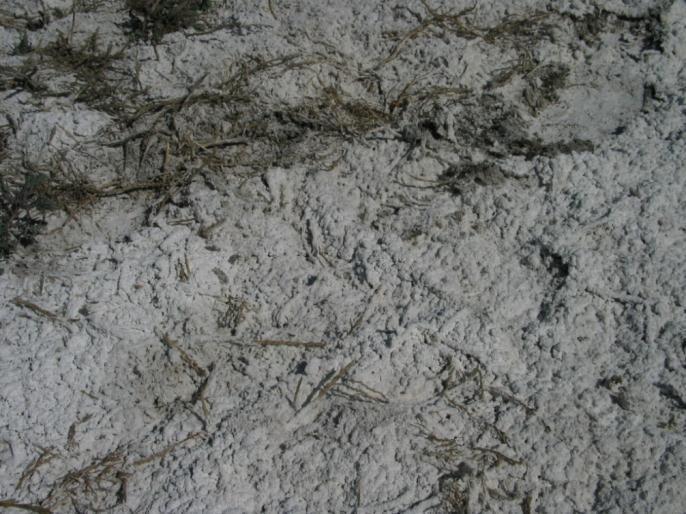 Color del suelo Las sales como el ClNa pueden acumularse también formando una costra superficial.