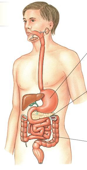 Ingestión Digestión Absorción Boca Faringe Glándulas salivales Esófago Estómago
