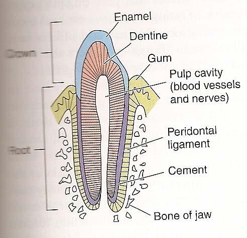 Especializaciones alimentarias Los dientes de los mamíferos son tecodontos: están insertos en concavidades de las mandíbulas y
