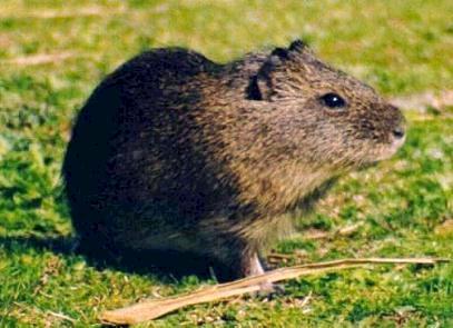 Orden Rodentia (roedores) En su mayoría son herbívoros, de distintos tamaños (pequeños y de gran porte).