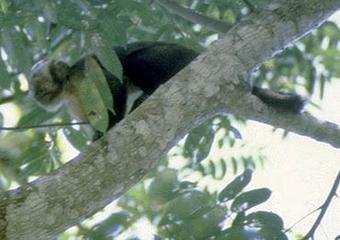 Familia Cebidae: Cebus apella mono caí