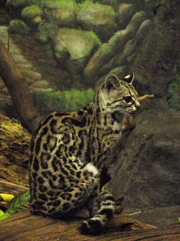 Leopardus pardalis Gato