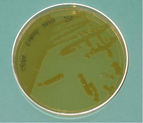 Enterobacter sakazakii en