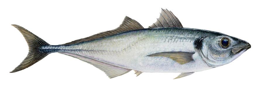 Explotación de pesquerías ajustadas al Rendimiento Máximo Sostenible (RMS).