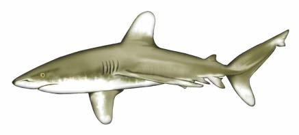 Orden Carcharhiniformes Familia Carcharhinidae Descriptor (Poey, 1861) Carcharhinus longimanus Tiburón oceánico de puntas blancas -