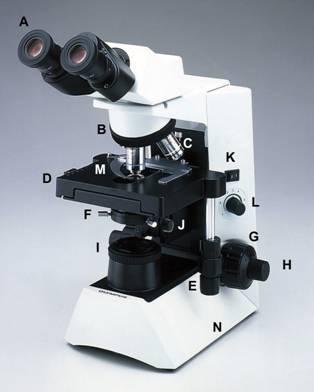 Las partes esenciales que componen un microscopio óptico son: a. oculares b. revolver c. objetivos d. platina e.