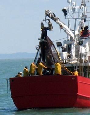 tripulación al arte de pesca Reducción drástica del trabajo