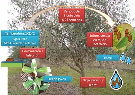 Figura 4 - Ciclo del Repilo del olivo causado por Venturia oleaginea manchas conocido como el método de la sosa (Zarco et al., 2007).
