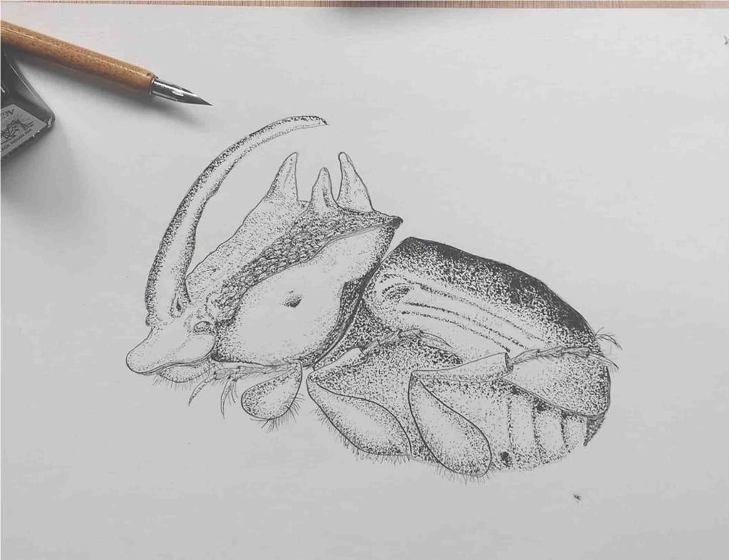 Figura 3. Escarabajo encogido, ilustración a tinta a manera de puntillismo. (Ilustración: Claudia Alejandra Chávez Tamay).