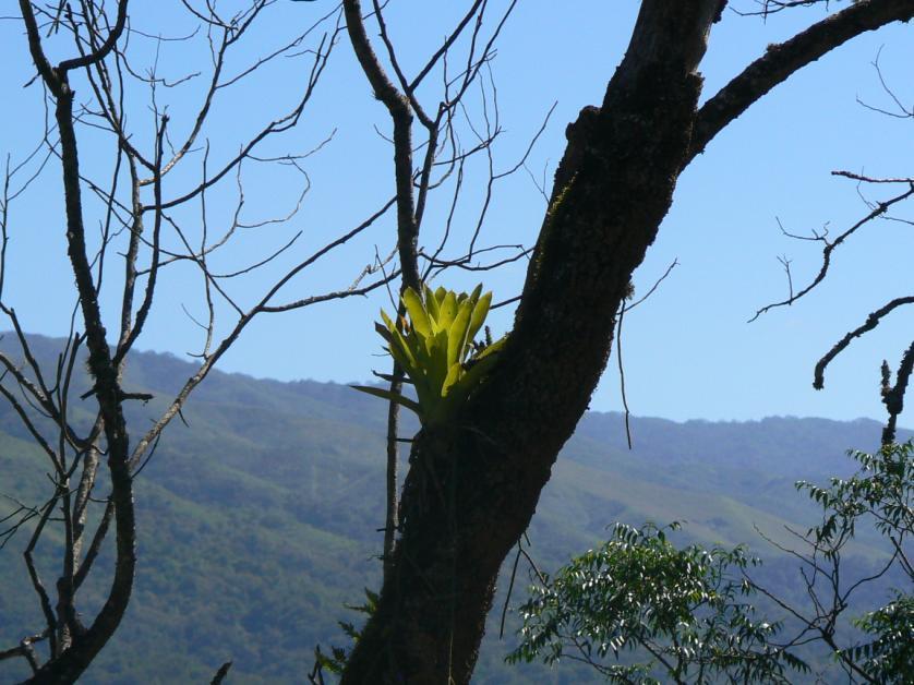 Chacra de mono (Bromeliaceae epifita) AMBATO.