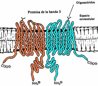 Una forma de estudiar las proteínas en la membrana ha sido la utilización de eritrocitos, que al ser puestos en soluciones hipotónicas, se hinchan y revientan, quedando trozos de membrana.