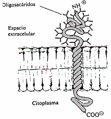 Algunas de las proteínas caracterizadas en estos trozos son: a) glucoforina: es una proteína transmembrana, cuya secuencia de 131 aminoácidos forman una simple cadena polipeptídica.
