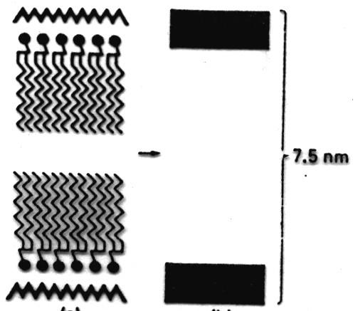 B. Modelo de unidad de membrana o de Robertson En los años 50, la resolución del ME ya permitía observar la composición estructural celular, utilizando tetróxido de osmio (OsO 4 ) como fijador.