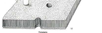 Doble capa de lípidos Desde los tiempos de Irving Langmuir (1800) se iniciaron los estudios tendientes a averiguar la estructura química de la membrana