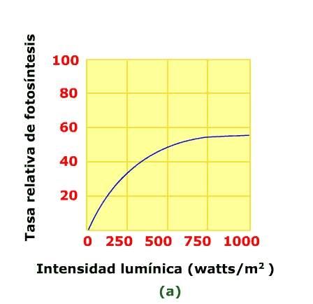 Efectos de la disponibilidad de luz: La disponibilidad de luz cambia en cantidad y calidad: Ø Con la latitud Ø Con las estaciones del año Ø Con la hora del día Ø con el