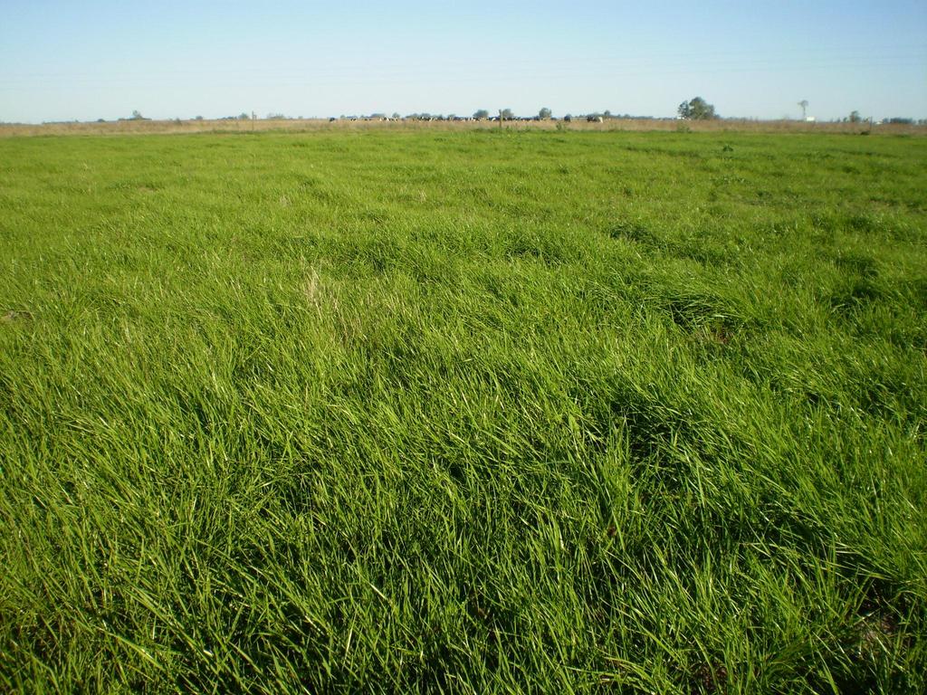 Agregar cultivos de cobertura invernales: Centeno Avena Rye-grass 1 0,9 0,8 0,7 0,6 0,5 0,4 0,3