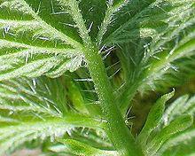 La epidermis Es la capa mas externa de una planta herbácea.