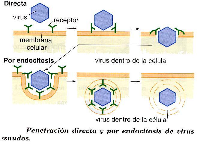para fabricar su ácido nucleico y sus capsómeros. El ciclo de reproducción de cualquier virus consta de las siguientes fases: 1.
