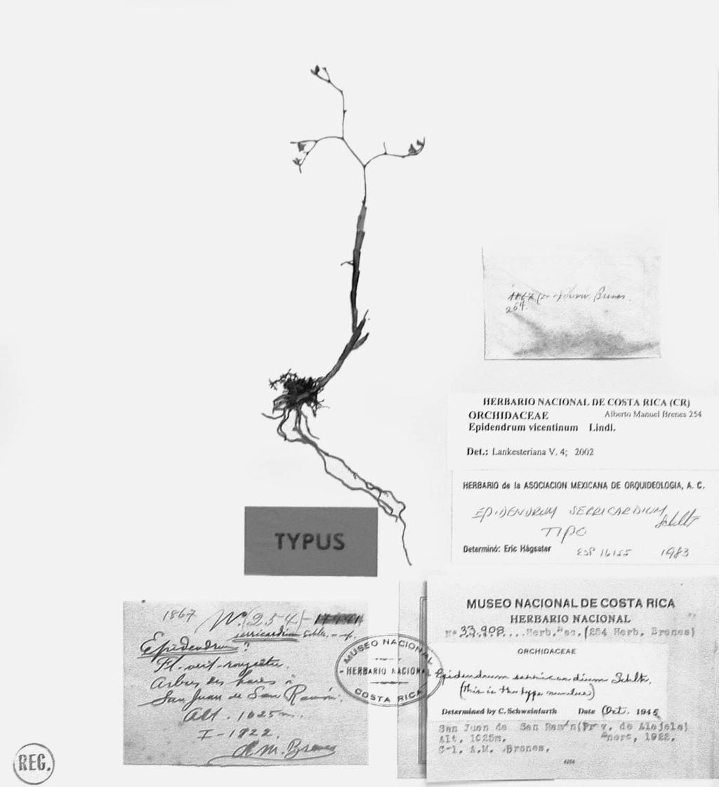 40 LANKESTERIANA Vol. 4, Nº 1 Figura 3: Isolectotipo de Epidendrum serricardium Schltr. Maxillaria acutifolia Schltr., Repert. Spec. Nov. Regni Veg Beih. 19: 229. 1923. ISONEOTIPO: Costa Rica, A.M. Brenes 173(504) (CR 25964).