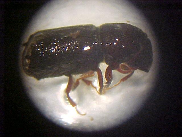 Figura 16. Adulto del insecto descortezador secundario Ips mexicanus. VIII.