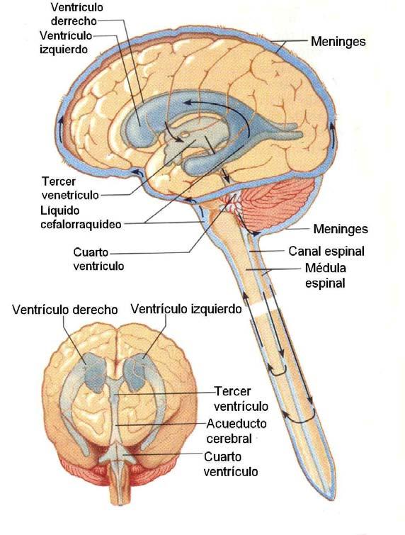 El líquido cefalorraquídeo es secretado hacia el interior de los cuatro ventrículos.